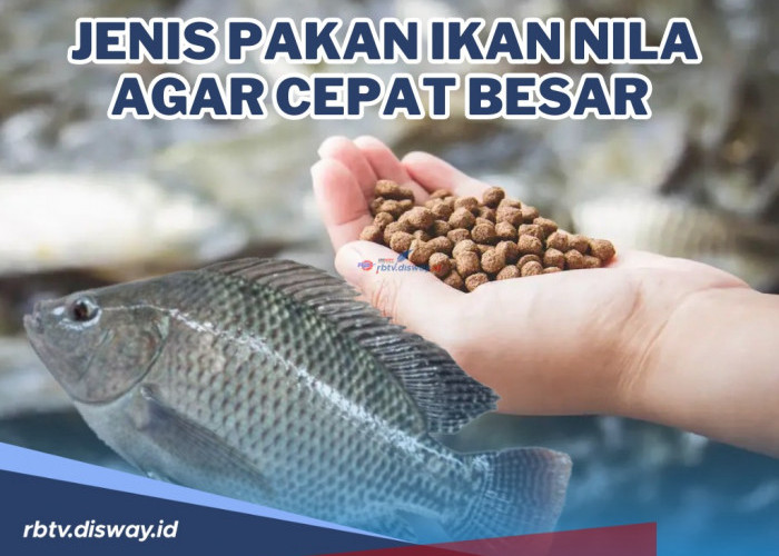 Perhatikan Nutrisi, Ini Jenis Pakan Ikan Nila agar Cepat Besar, Untung Berlimpah Pasti Cuan!