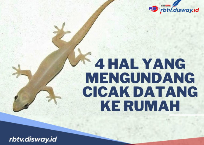 Jangan Anggap Sepeleh! Ini 4 Hal yang Mengundang Cicak Datang ke Rumah