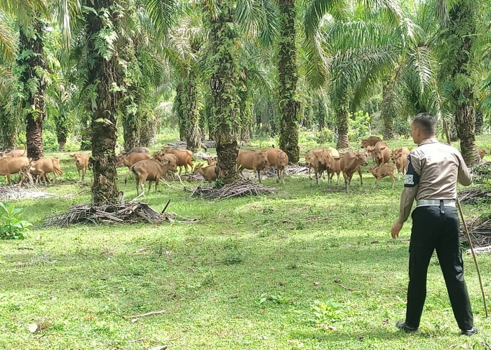 Ternak Liar di Jalinbar Mukomuko Ditertibkan, Rawan Sebabkan Laka Lantas