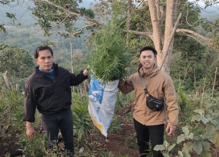 Jauh di Pedalaman, Kodim Rejang Lebong Temukan Satu Hektare Ladang Ganja