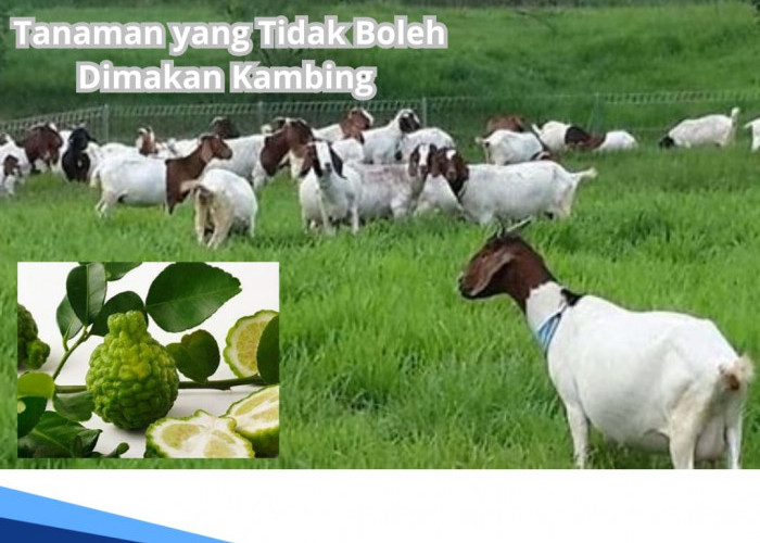 Ingat! Tanaman Ini Tidak Boleh Dimakan Kambing, Kenali Dampak Buruknya