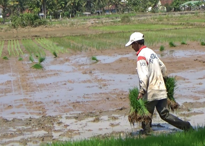 Asuransi Gratis 500 Ha Sawah, Premi Dibayar Pemprov Bengkulu