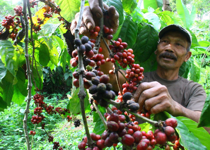 Harga Kopi Turun, Apa Bisa Naik Lagi? Begini Prediksi Pejabat Nasib Harga Kopi ke Depan