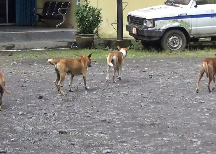 DKPP Kota Siapkan 1.000 Dosis Vaksin Rabies 