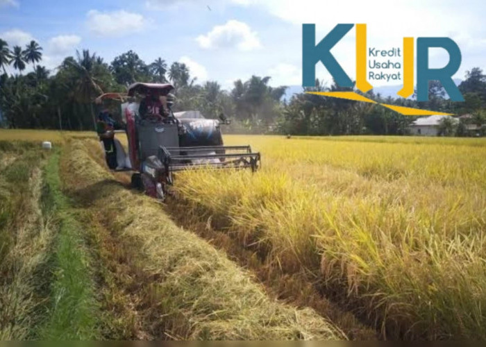 KUR Pertanian 2023 Disiapkan Rp 50 Miliar/Kabupaten, Beli Bibit dan Alat Pertanian Makin Mudah