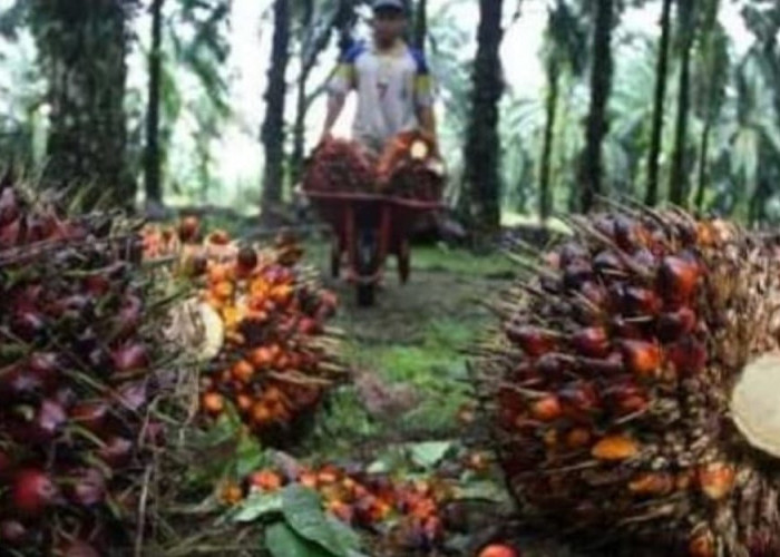 31 Kelompok Tani Bengkulu Usulkan Peremajaan Kebun Sawit, Ini Daftar Lengkapnya