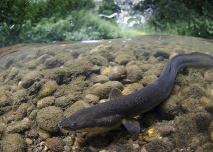 Cara Mancing Ikan Sidat dan Rekomendasi Umpannya, Sekali Cemplung Langsung Disambar