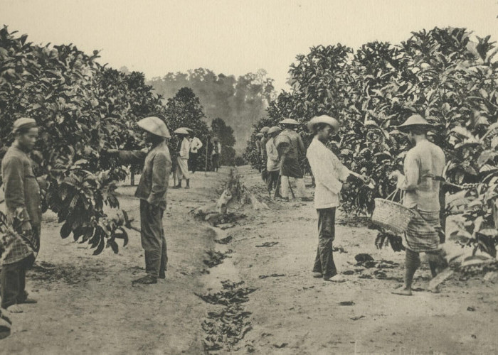 Ternyata Kopi Pertama di Indonesia Bukan dari Sumatera, Namun di Daerah Ini 