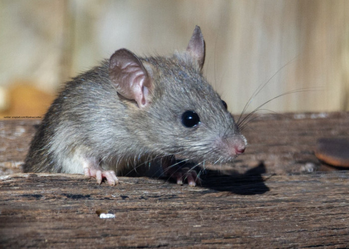 Selain Pakai Cabai, Ternyata Usir Tikus juga Bisa Menggunakan Pasta Gigi, Begini Caranya