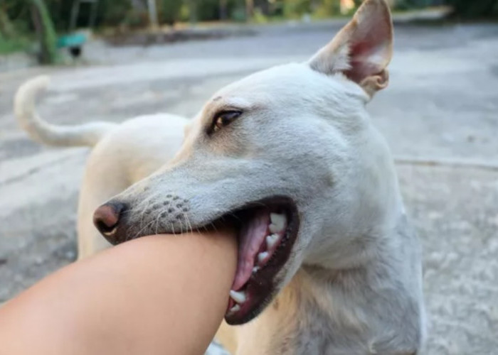 Kasus Gigitan Hewan Penular Rabies Meningkat, Penting Ini Pertolongan Pertama jika Digigit Anjing atau Kucing