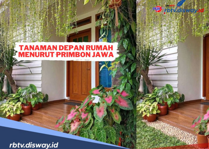 9 Tanaman Depan Rumah Pembawa Hoki Menurut Primbon Jawa, Kamu Punya Salah Satu?