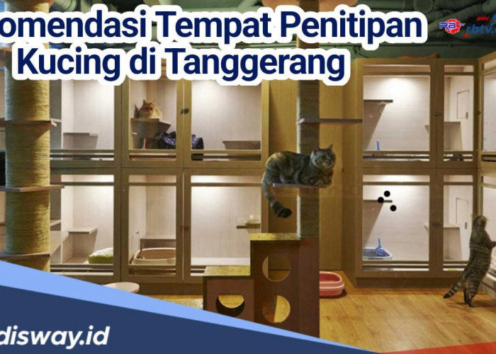 Mudik Tenang Tanpa Beban, Ini 3 Rekomendasi Tempat Penitipan Kucing di Tangerang