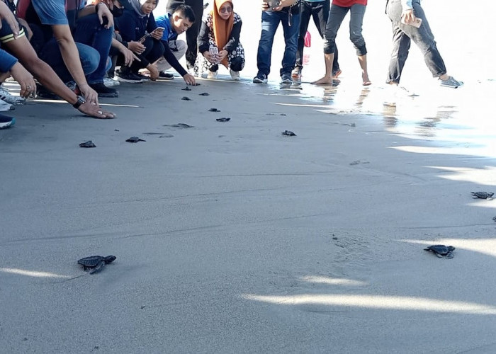 Hari Penyu Sedunia, Lepas 20 Ekor Anak Penyu Sampai Bersihkan Pantai Panjang 