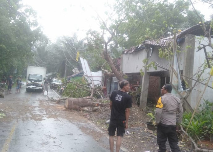 Pohon Besar Tumbang Timpa Rumah Warga dan Badan Jalan di Desa Air Teras, Sempat Macetkan Arus Lalulintas 