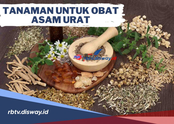 Alami dan Murah, Berikut Tanaman untuk Obat Asam Urat, Bisa Ditanam di Samping Rumah