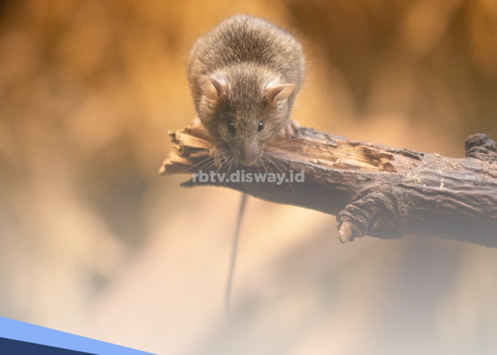 Mau Wudhu tapi Airnya Bekas Tikus, Begini Penjelasan Ustadz