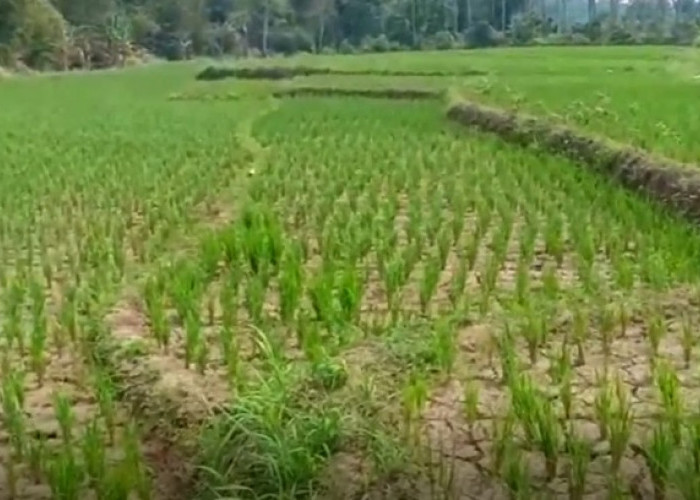 Kemarau 2023, BMKG Ingatkan 9 Provinsi Ini Siaga Satu, Alami Kekeringan Dampak El Nino