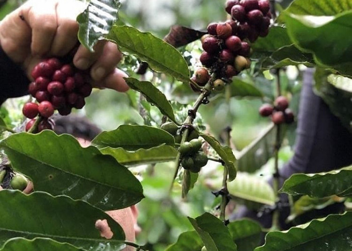 Kopi Bengkulu Terbaik, Ini Jumlah Produksinya 