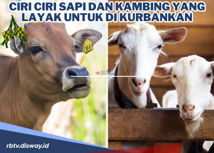 Ingin Berkurban di Tahun Ini? Cek Ciri-ciri Sapi dan Kambing yang Layak untuk Dikurbankan