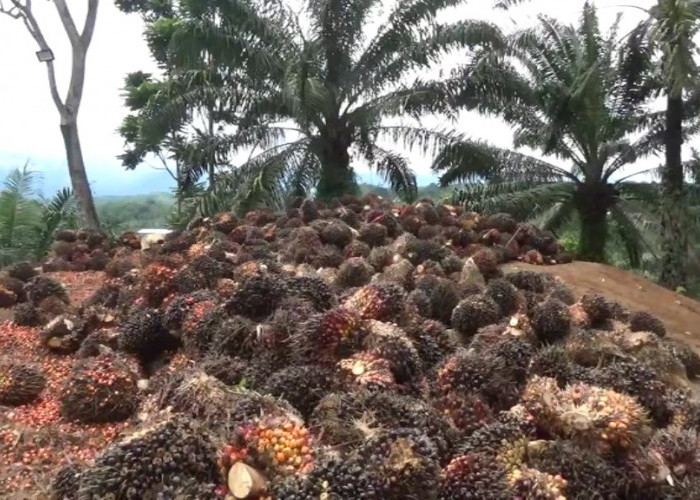 Petani Kelapa Sawit dan Karet Diusulkan Kembali Terima Pupuk Subsidi 