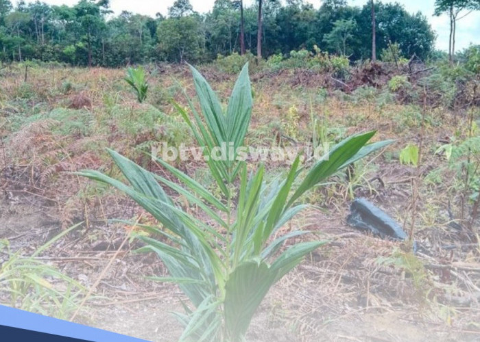 6 Syarat Agar Pertumbuhan Tanaman Kelapa Sawit Maksimal, Boleh Dibuktikan