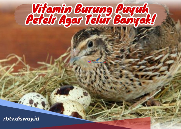 Para Peternak Puyuh Wajib Tahu! Ini Vitamin Burung Puyuh Petelur agar Banyak Telur 