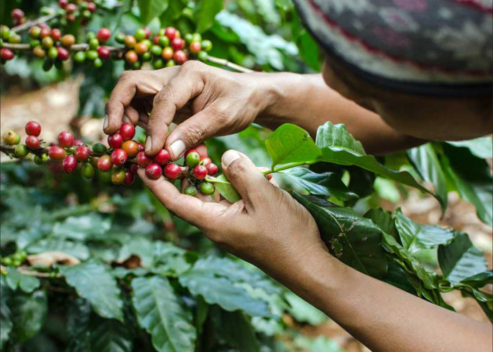 Harga Kopi Tinggi, AEKI: Kualitas Kopi Indonesia Sangat Baik di Mata Dunia