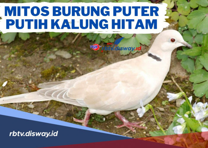 Mitos Burung Puter Putih Kalung Hitam yang Dipercayai Sebagai Pembawa Rezeki