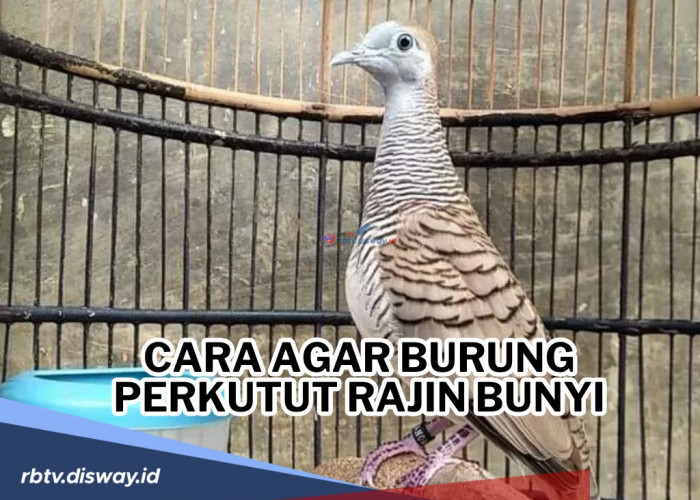 Jangan Sembarangan! Ini Cara Merawat dan Melatih Burung Perkutut agar Rajin Bersuara