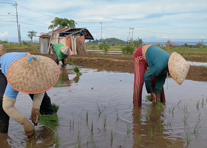 Ada Bantuan 25 Ton Benih Padi dan 15 Ton Benih Jagung, Syaratnya Ini