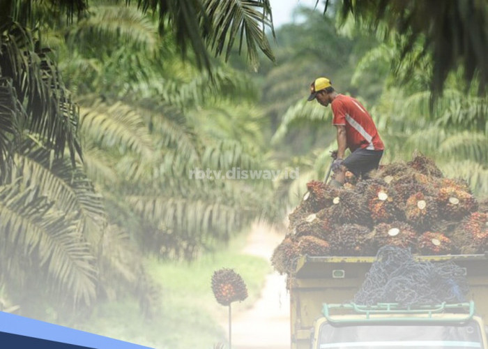 Ini Urutan Pemupukan Kelapa Sawit Agar Cepat Berbuah, Dari Pembibitan Hingga Buah Pertama