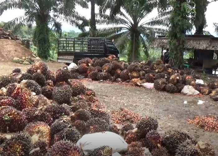 Harga TBS Kelapa Sawit Naik, Petani Diminta Lakukan Ini 