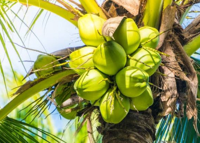 Pola Diet Sehat Menggunakan Air Kelapa, Ini Waktu Terbaik Untuk Mengonsumsinya