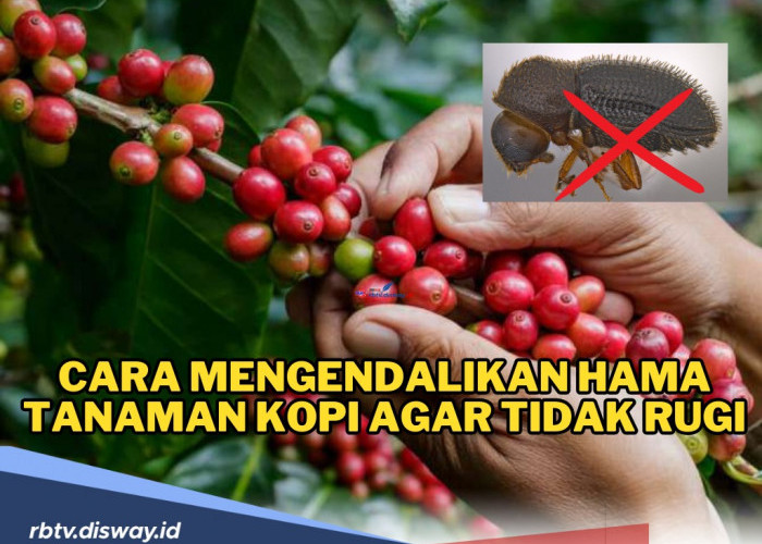 Efektif! Ini Cara Mengendalikan Hama Tanaman Kopi agar Tidak Rugi