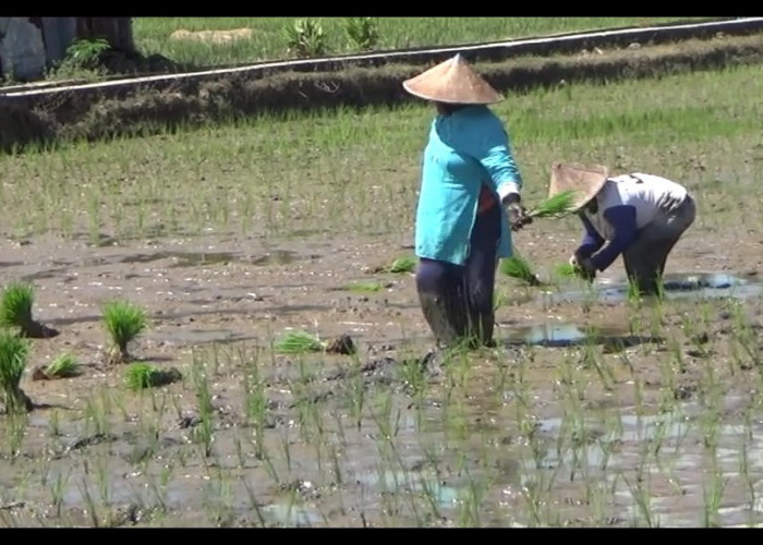 Serapan Pupuk Subsidi Rendah, Petani Banyak Dibantu Pemda 