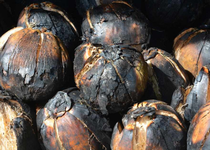 Bukan Aneh, Ternyata Air Kelapa yang Dibakar memang Bermanfaat untuk Tubuh, Apa saja?