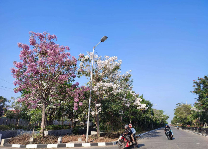 10 Rekomendasi Pohon Peneduh di Depan Rumah, Tampilannya Indah dan Murah