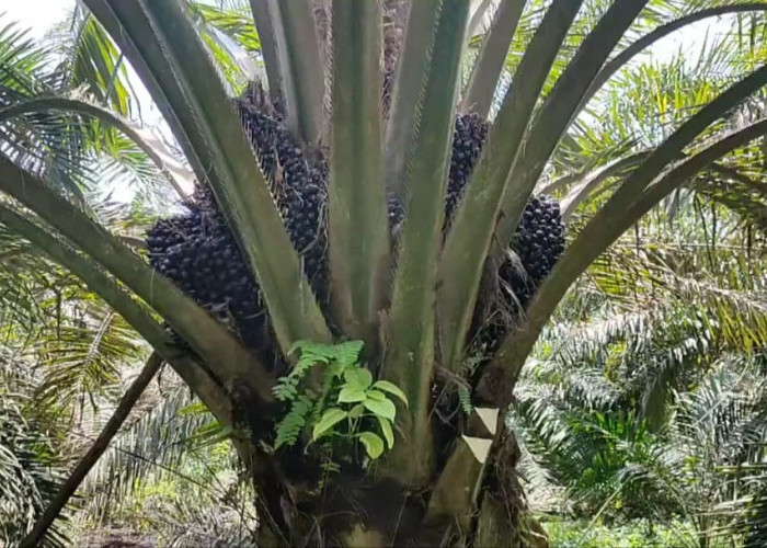 Cara Jitu Meningkatkan Hasil Panen Kelapa Sawit