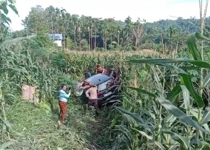 Sopir Elak Ular, Toyota Calya Masuk Kebun Jagung