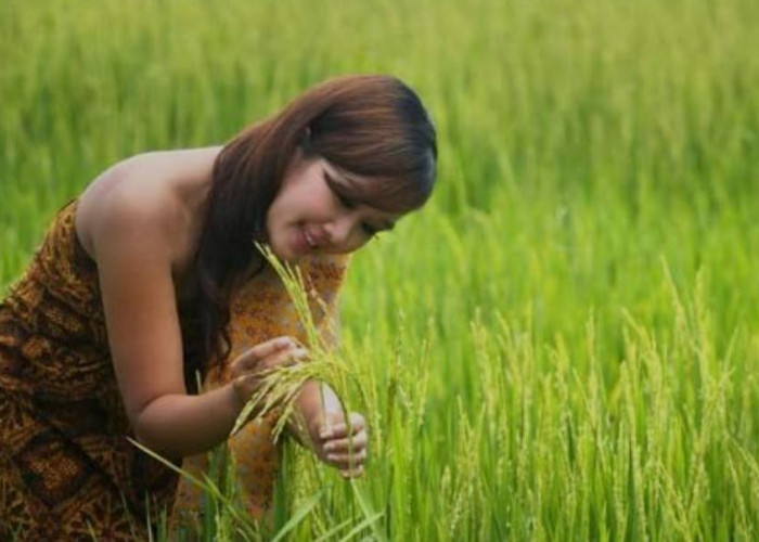 Asuransi Pertanian Menjamin Petani Tidak Rugi, Berikut Cara Daftarnya