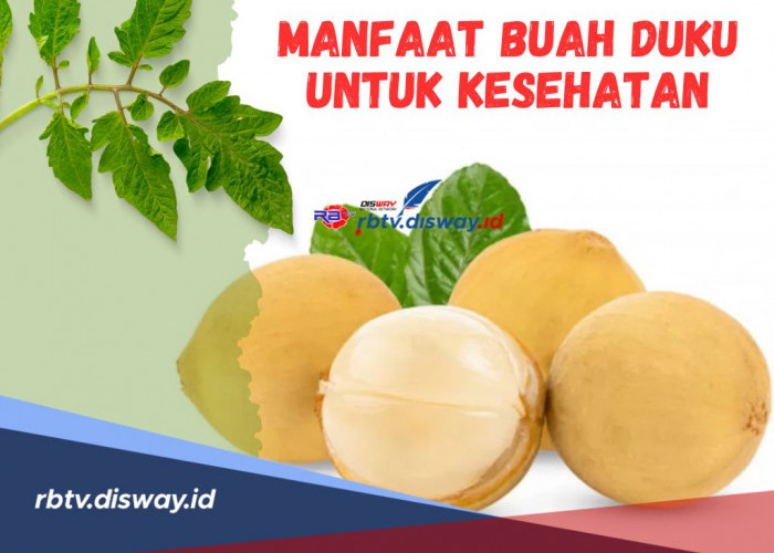 Rahasia Tersembunyi! Ini Manfaat Buah Duku untuk Kesehatan, Salah Satunya Mencegah Penuaan Dini