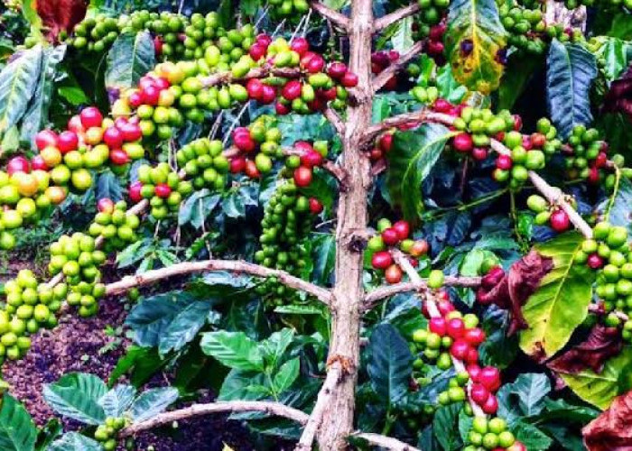 Di Daerah Ini, Harga Kopi Naik hingga Rp 85 Ribu per Kilogram