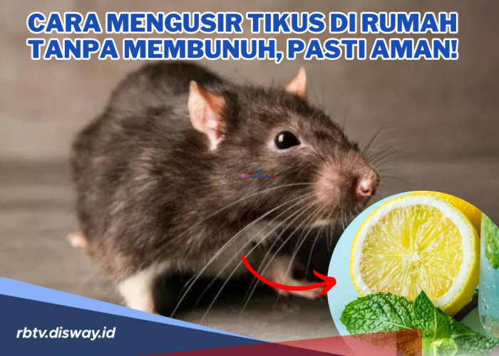 7 Cara Mengusir Tikus di Rumah Tanpa Membunuh, Pasti Aman!