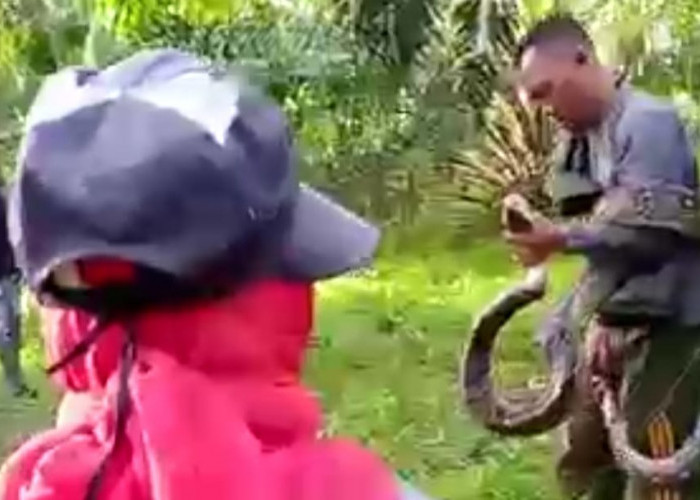 Phyton Sepanjang 3,5 Meter Nyaris Serang Petani