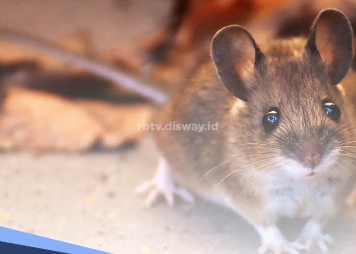 Kalau Mau Pasang Perangkap Tikus, Pancing dengan 5 Makanan Ini 