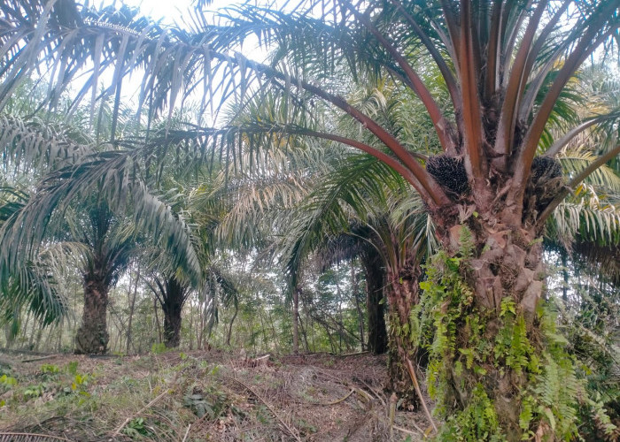 Agar Sawit Tetap Produktif Saat Kemarau, Ini Jenis dan Cara Pemupukan yang Dianjurkan