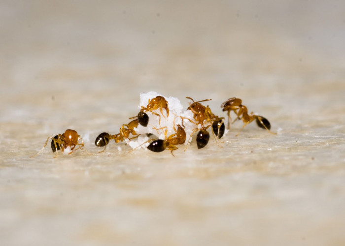 Mitos Membasmi Semut dari Rumah, Ada yang Mengatakan Pakai Kayu Manis atau Lemon