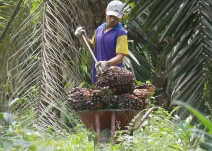 Harga Sawit Mahal, Ini Cara Menanam yang Benar, Petani di Sumatera Harus Paham