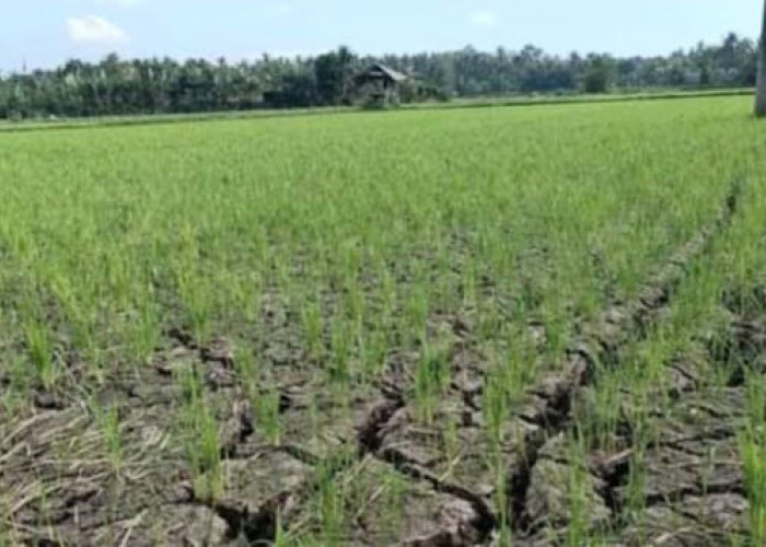 Sawah Kekeringan karena Kemarau, Coba Lakukan 5 Hal Berikut