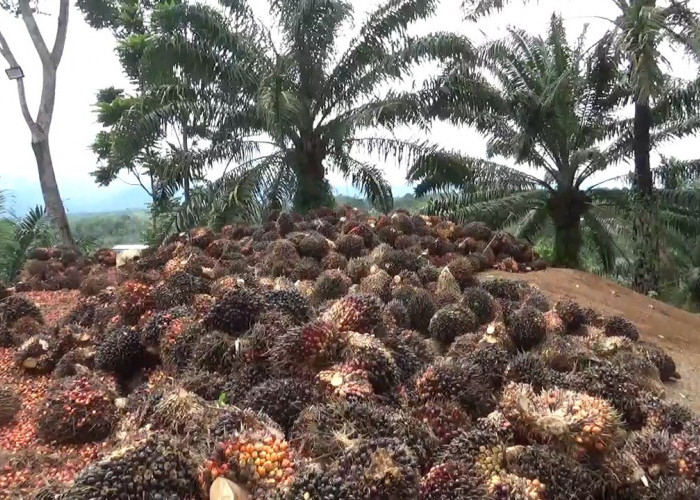 Kadin Minta Pemprov Awasi Pabrik Kelapa Sawit Tidak Patuhi Ketetapan Harga TBS 